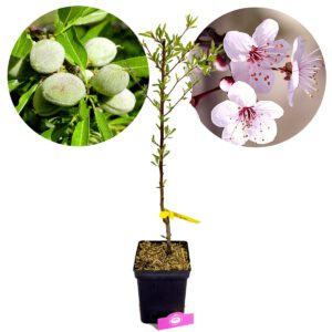 Prunus dulcis ‘Ferragnes’, amandelboom, 5 liter pot