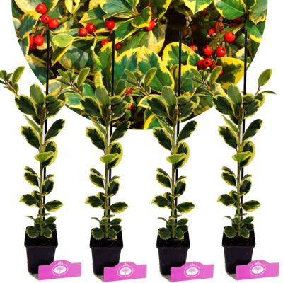 Set mit 4 goldenen bunten Stechpalmen – Ilex altaclerensis „Golden King“ – Höhe 50 cm – 9 cm Topf