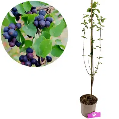 Amelanchier alnifolia 'Northline', Krentenboompje, Hoogte 70cm, 2 liter pot