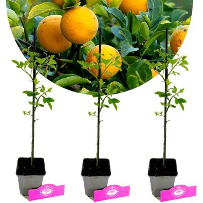 Set van 3 Wilde Citroen - Citrus trifoliata - Winterhard - H20cm - in 9cm pot