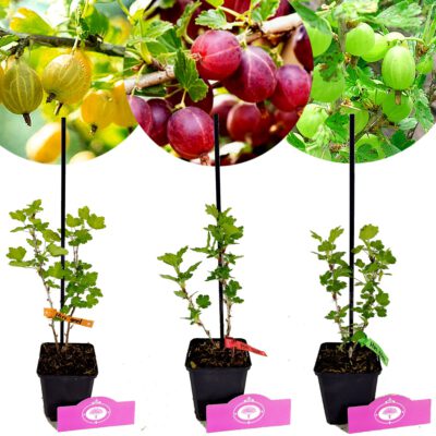 Set van 3 kruisbessen - Ribes uva-crispa 'Hinnonmaki' – Hoogte 20cm – 9cm pot