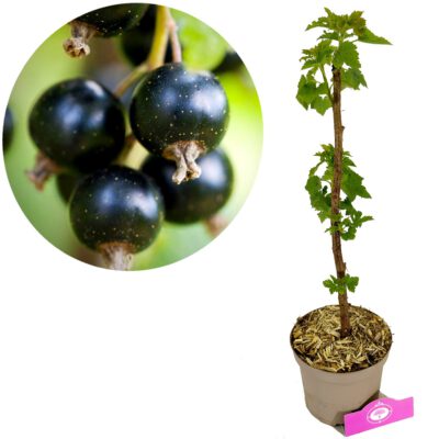 Ribes Nigrum 'Big Ben', Zwarte bes, Hoogte 60cm, 2 liter pot