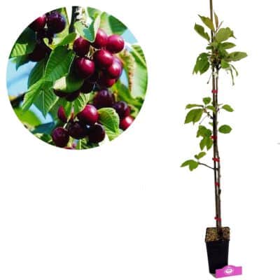 Prunus avium 'Kordia' Cerisier, pot de 1,5 litre