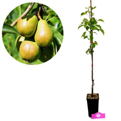 Pyrus communis 'Conference', Perenboom, 1,5 liter pot