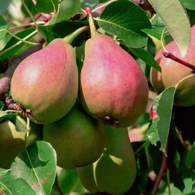 Pyrus communis 'Bonne Louise d'Avranches', Poirier, pot de 5 litres