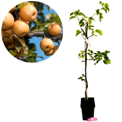 Pyrus pyrifolia ‘Shinko’, Japanse Nashipeer, 5 liter pot
