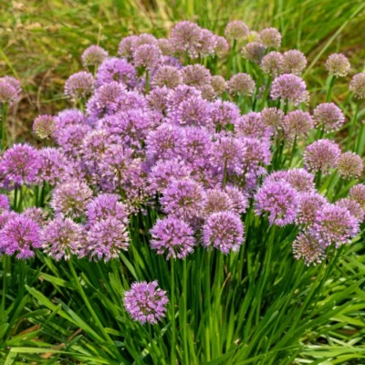 Allium Millenium - Sierui - Wortelgoed - 5 stuks