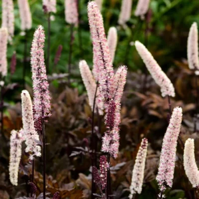Actaea simplex 'Brunette' - Zilverkaars - Wortelgoed - 5 stuks