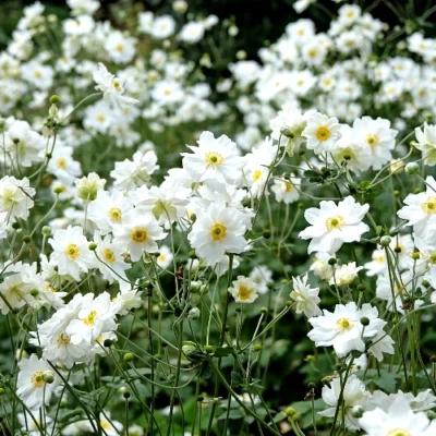 Anemone x Hybrida 'Whirlwind' - Japanese anemone - Root stock - 5 plants
