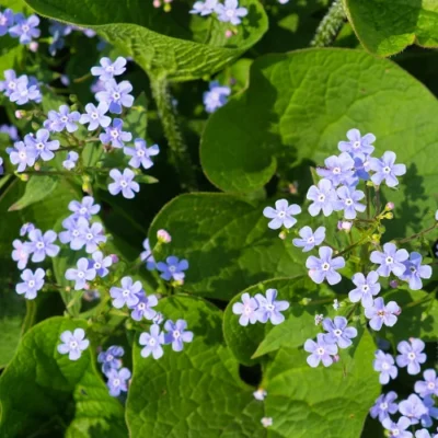 Brunnera macrophylla - Kaukasisch vergeet-mij-nietje - Wortelgoed - 5 stuks