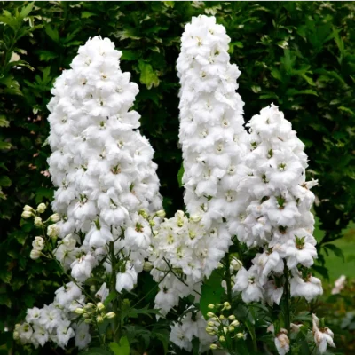 Delphinium 'Magic Fountain pure white' - Ridderspoor - Wortelgoed - 5 stuks