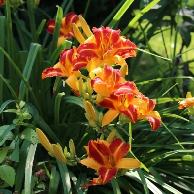 Hemerocallis 'Frans Hals' - Daglelie - Wortelgoed - 5 stuks