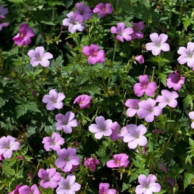 Geranium Endressii 'Wargrave Pink' - Ooievaarsbek - Wortelgoed - 5 stuks