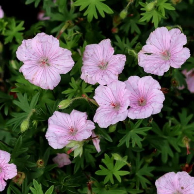 Geranium sanguineum 'Striatum' - Stork Bean - Rootstocks - 5 plants