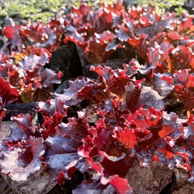 Heuchera 'Melting Fire' - Lila Glockenblume - Wurzelstöcke - 5 Stück