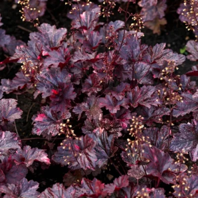 Heuchera micrantha 'Palace Purple' - Purperklokje - Wortelgoed - 5 stuks