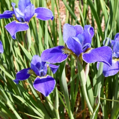 Iris Sibirica 'Silver Edge' - Skægløs iris - Grundstamme - 5 planter