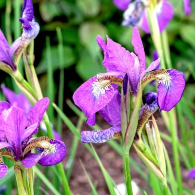 Iris Sibirica 'Sparkling rose' - Beardless Iris - Rootstock - 5 plants