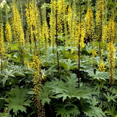 Ligularia przewalskii - Citronört - Rotstockar - 5 stycken