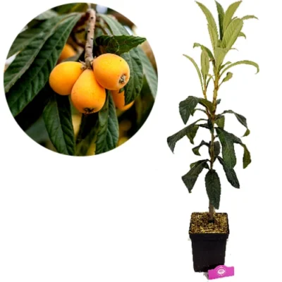 Eriobotrya japonica 'Tanaka', Japanse wolmispel, Hoogte 80-100cm, 5 liter pot
