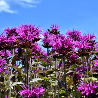 Monarda 'Scorpion' - Bergamotplant - Wortelgoed - 5 stuks