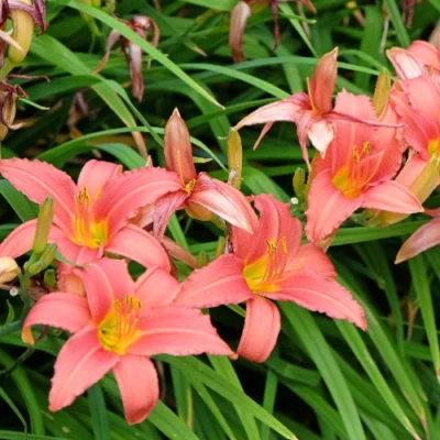Hemerocallis 'Pink Damask' - Daglelie - Wortelgoed - 5 stuks