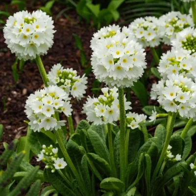 Primula Denticulata 'Alba' - Sleutelbloem - Wortelgoed - 5 stuks