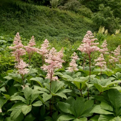 Rodgersia pinnata - Schout bij Nacht - Wortelgoed - 5 stuks