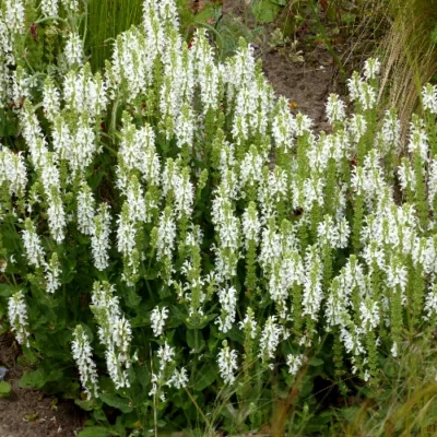 Salvia Nemorosa 'Schneehügel' - Salie - Wortelgoed - 5 stuks