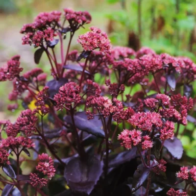 Sedum 'Purple Emperor' - Vetkruid - Wortelgoed - 5 stuks