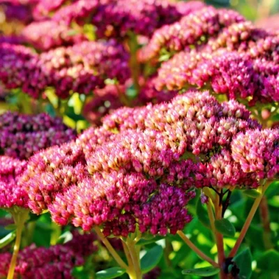 Sedum telephium 'Muntstead Dark Red' - Vetkruid - Wortelgoed - 5 stuks