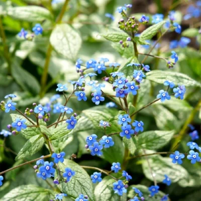 Brunnera macrophylla 'Silver Spear' - Caucasian forget-me-not - Root stock - 5 pieces