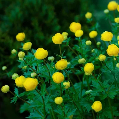 Trollius europaeus 'Lemon Supreme' - Kogelboterbloem - Wortelgoed - 5 stuks