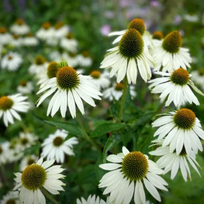 Echinacea purpurea 'White Swan' - Sonnenblume - Unterlagsmaterialien - 5 Pflanzen