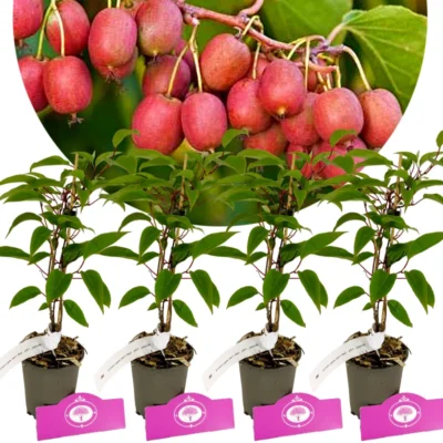 Set of 4 kiwiberries- Actinidia arguta 'Ken's Red' - Kiwiberry - Height 25cm - 9cm pot