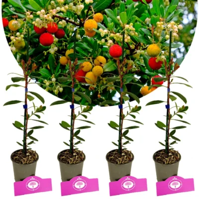Set med 4 jordgubbsträd - Arbutus unedo 'Cobra' - höjd 35 cm - 9 cm kruka