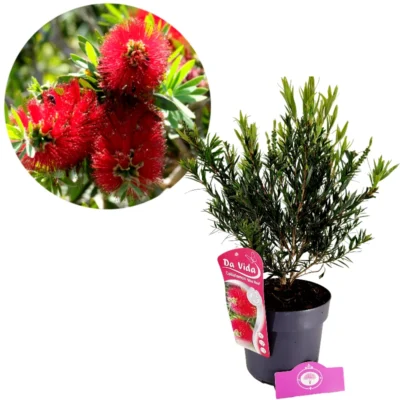 Callistemon masotti 'Mini Red', Lampepoetser, 3 liter potte
