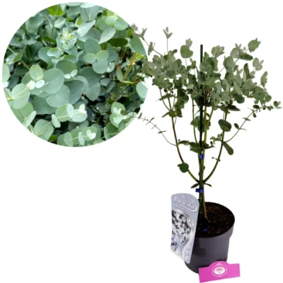 Eucalyptus gunnii, stedsegrønt cidergum-træ, 3-liters potte