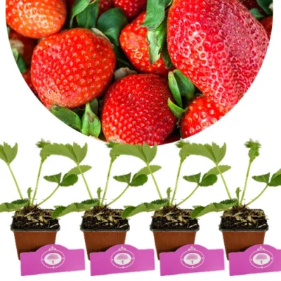 Satz von 4 Riesen-Erdbeeren - Fragaria ananassa 'Colossus' - Höhe 20cm - 9cm Topf