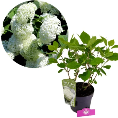 Hydrangea arborescens 'Annabelle', hortensia, 3 liter potte