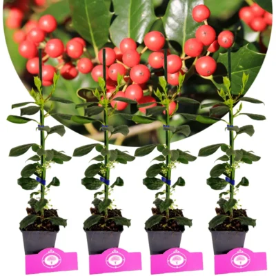 Set of 4 American holly - Ilex 'Nellie R. Stevens' - Height 40cm - 9cm pot