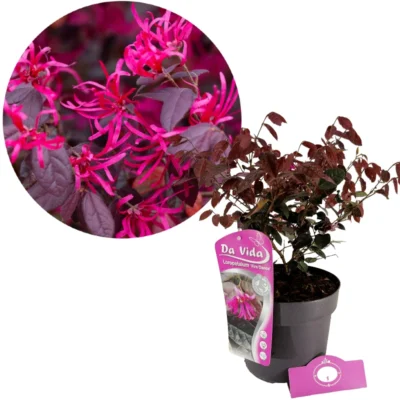 Loropetalum chinense 'Fire Dance', Witch bush, 3 litre pot