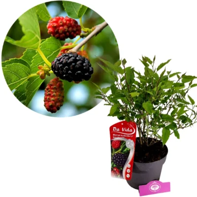 Morus rotundiloba 'Mojo Berry', Dwergmoerbei, 3 liter pot