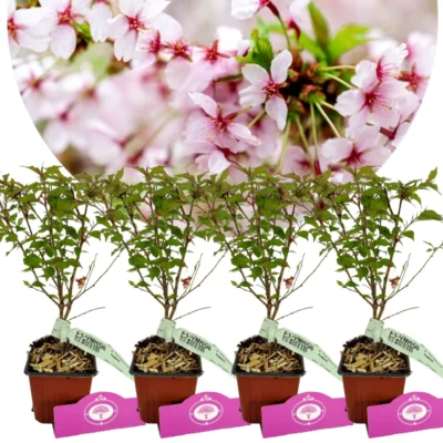 Set Of 4 Japanese Sierkers - Prunus nipponica 'Brillant' - Height 35cm - 9cm pot
