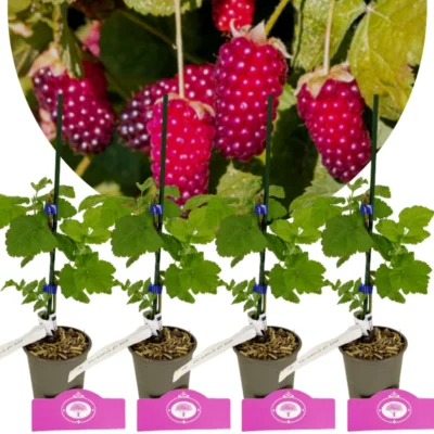 Set of 4 Loganberry - Rubus fruticosus 'Loganberry' - Height 25cm - 9cm pot