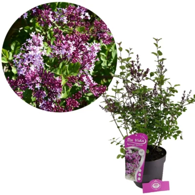Syringa 'Red Pixie', Lilas nain, pot de 3 litres