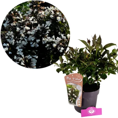 Weigela 'Ebony and Ivory', Weigelia, 3 liter pot