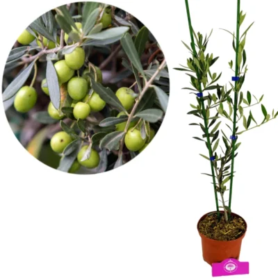 Olea europaea, Olive tree shrub shape, Height 60cm, 2 litre pot