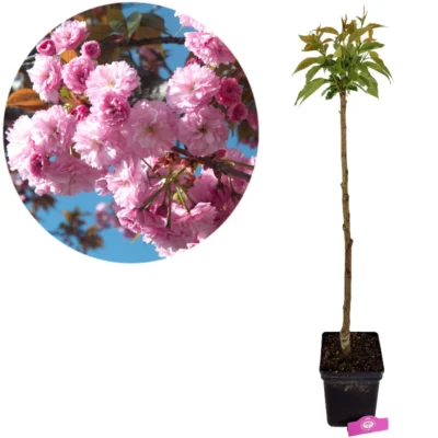 Prunus serrulata 'Kanzan', japansk kirsebær, højde 100 cm, 5-liters potte