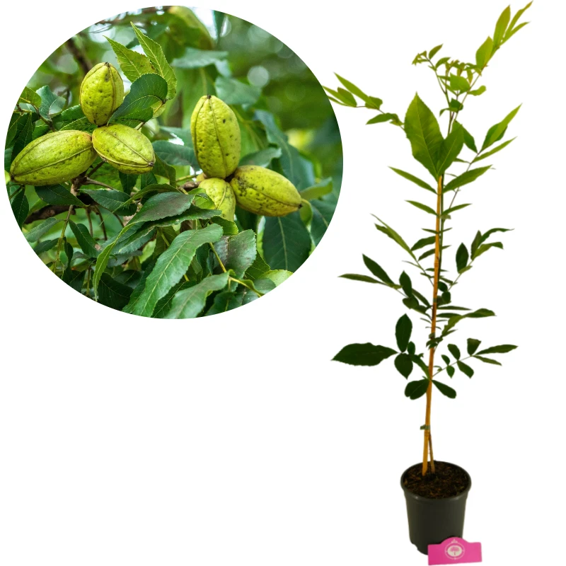 thumbnail image 2 of Pecan Tree Seeds – Carya Illinoinensis, NON-GMO, Organic 2016 Crop, USA Seller 2 of 5